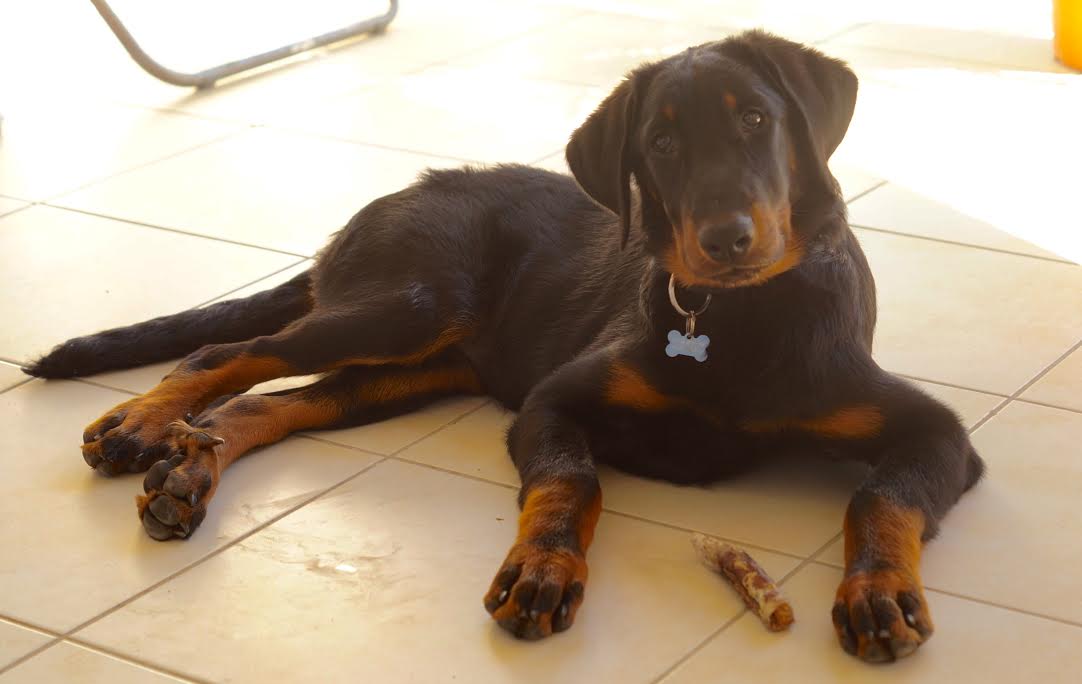 domainedelalicorne.fr Elevage de beauceron chiot beauceron pure race élevage du clos de la licorne elevage des gardiens de la licorne elevage beauceron noir et feu authentique gros gabarits élevage de Beauceron familial sérieux et qualité domainedelalicorne.fr suivi des chiots conseil d’éducation chiot propre bas rouge santé caractère spécialiste du beauceron noir et feu ou arlequin chien rustique berger de France  nos chiots sont élevés avec amour et attention notre passion au service de la qualité Beauceron de qualité et sportif domaine de la licorne 04380 BARRAS élevage en liberté éleveur berger de beauce élevage de beauceron de travail 